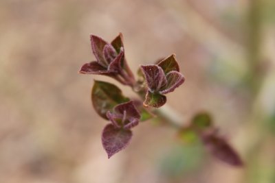 Clerodendrum trichotomum var.fargesii - blahokeř trojmý - jarní pučení